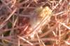 pyrrhocactusbulbocalyx3_small.jpg