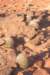 pyrrhocactusbulbocalyx4_small.jpg