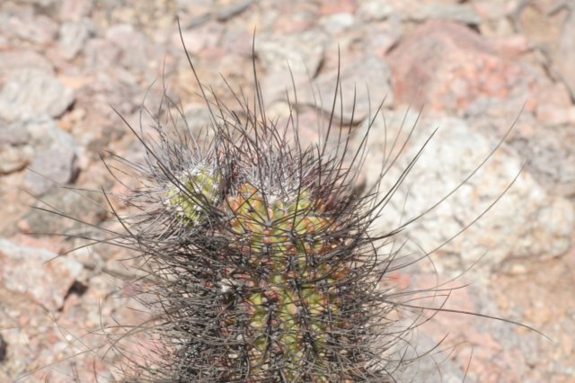 echinopsisleucantha.jpg