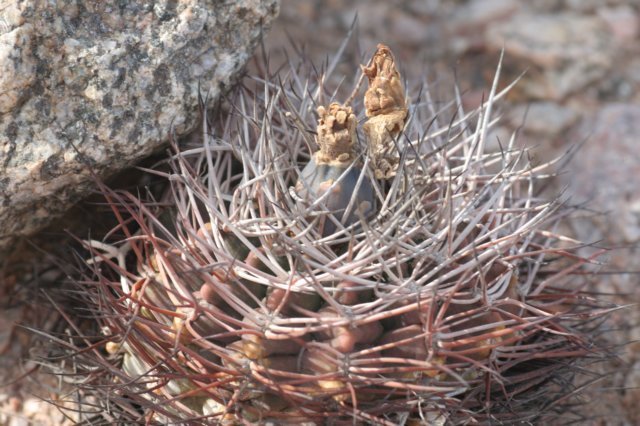 gymnocalyciumferrarii2.jpg