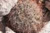 gymnocalyciumferrarii_small.jpg