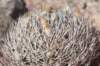 pyrrhocactusbulbocalyx2_small.jpg