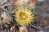 pyrrhocactusbulbocalyx3_small.jpg