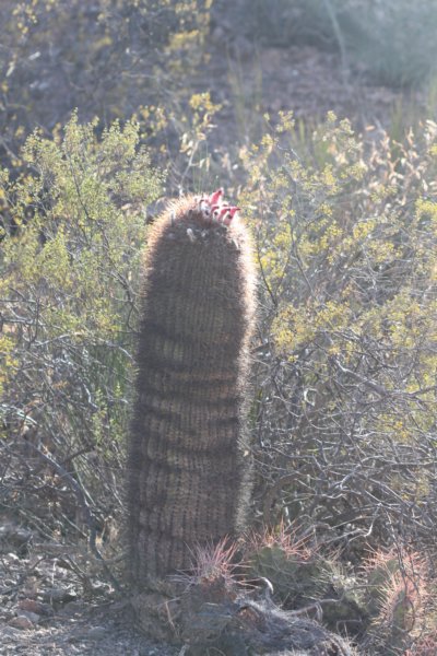 denmozarhodocantha.jpg