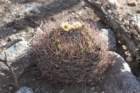 gymnocalyciumsaglionis2_small.jpg
