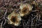 gymnocalyciumsaglionis_small.jpg