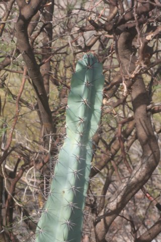 cereusforbesii.jpg