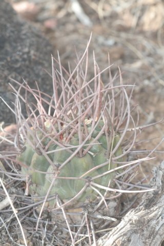 echinopsisleucantha.jpg