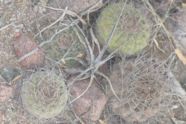 gymnocalyciumcastellanosiivarbozsingianum2.jpg