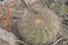 gymnocalyciumcastellanosiivarbozsingianum4_small.jpg