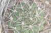 gymnocalyciumschickendantzii_small.jpg
