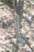 cereusforbesii_small.jpg
