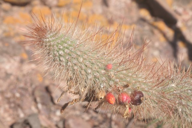 cleistocactusbaumannii.jpg