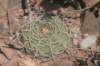 gymnocalyciumcastellanosii2_small.jpg
