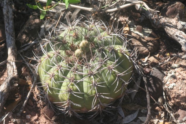gymnocalyciumcastellanosii3.jpg