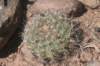 gymnocalyciumcastellanosii_small.jpg