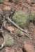 gymnocalyciumcastellanosiibottomleftsaglionistopright_small.jpg