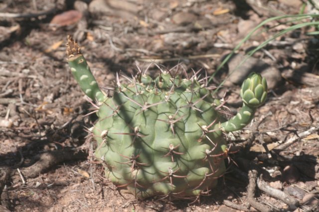 gymnocalyciumschickendantzii.jpg
