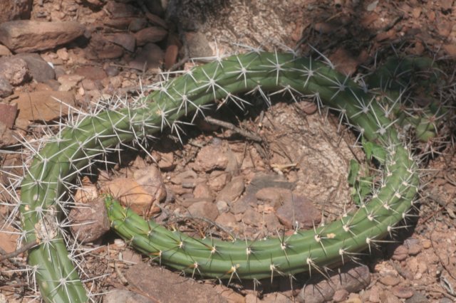 harrisiapomanensis.jpg