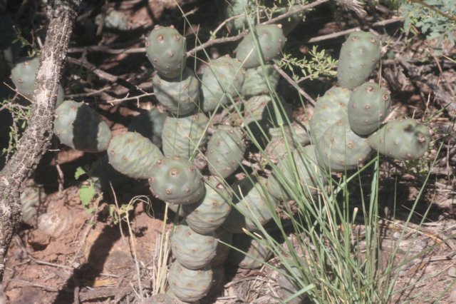 tephrocactusarticulatus.jpg
