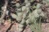 tephrocactusarticulatus_small.jpg