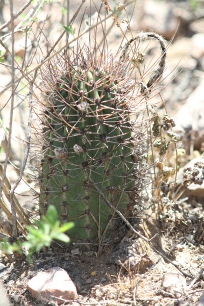 echinopsisleucantha.jpg