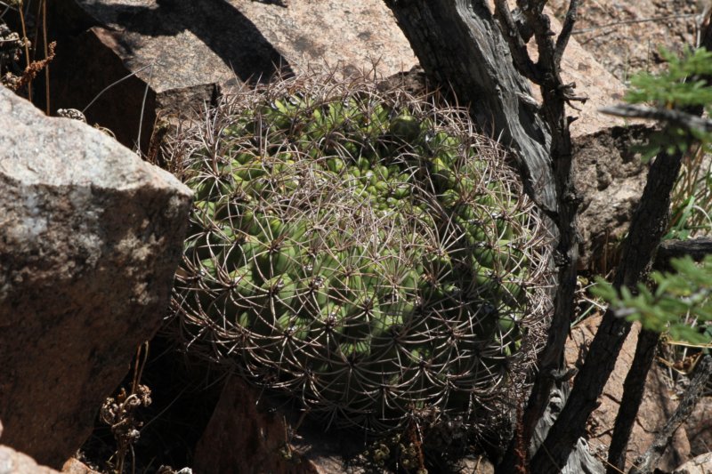 gymnocalyciumsaglionis.jpg