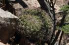 gymnocalyciumsaglionis_small.jpg
