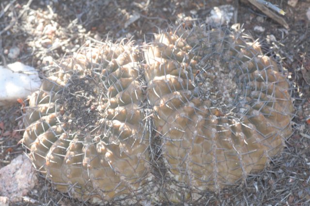gymnocalyciumriojense.jpg
