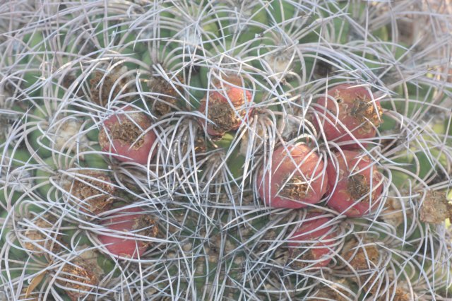 gymnocalyciumsaglionis.jpg