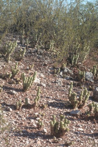 tephrocactusarticulatus2.jpg