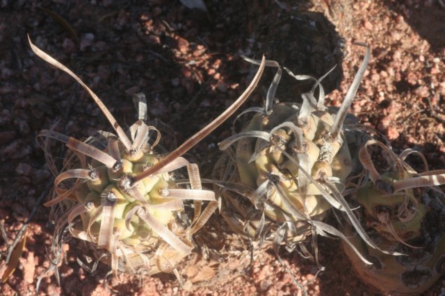 tephrocactusarticulatus3.jpg