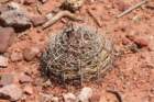gymnocalyciumcastellanosi2_small.jpg