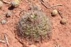 gymnocalyciumcastellanosi4_small.jpg