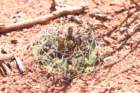 gymnocalyciumcastellanosi5_small.jpg