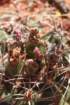 gymnocalyciumcastellanosi6_small.jpg