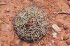 gymnocalyciumcastellanosi7_small.jpg