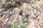 gymnocalyciumcastellanosi8_small.jpg