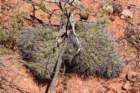 gymnocalyciumcastellanosi9_small.jpg