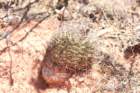 gymnocalyciumcastellanosi_small.jpg