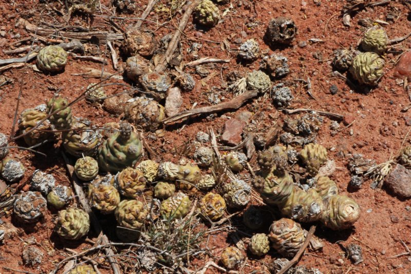 tephrocactusarticulatus.jpg