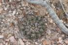 gymnocalyciumalbiareolatum2_small.jpg