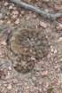 gymnocalyciumalbiareolatum3_small.jpg