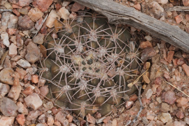 gymnocalyciumalbiareolatum4.jpg
