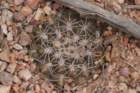 gymnocalyciumalbiareolatum4_small.jpg