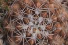gymnocalyciumalbiareolatum_small.jpg