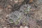 gymnocalyciumsaglionis2_small.jpg