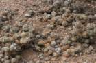 tephrocactusarticulatus_small.jpg