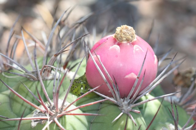 gymnocalyciumsaglionis.jpg