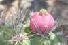 gymnocalyciumsaglionis_small.jpg